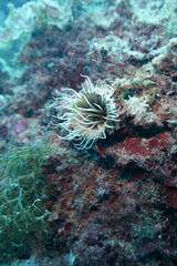 coral reef in aquarium