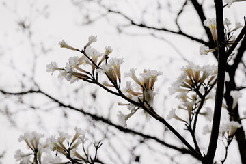 beautiful white flowers blossom in spring