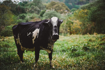 beautiful cow in a pasture