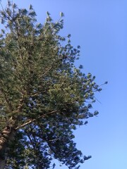 pine tree branches