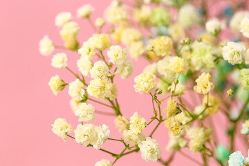 Beautiful colorful gypsophila flowers on color background, closeup