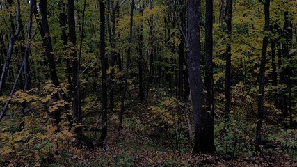 Fototapeta premium trees in the forest