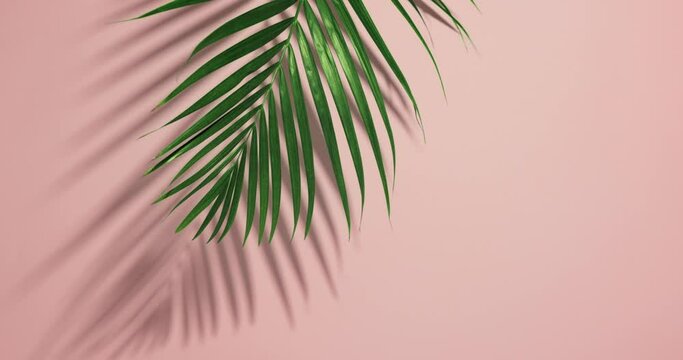 Minimal tropical green palm leaf on pink paper background