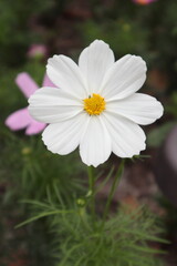 白いコスモスの花のアップ