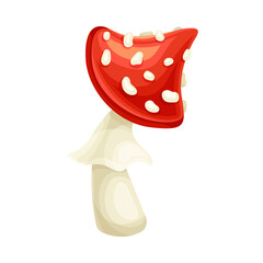 Amanita mushroom. Red poisonous toadstool fly agaric with spotted cap cartoon vector illustration