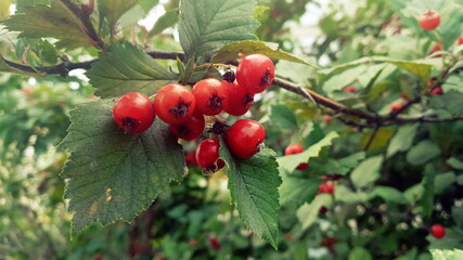 Red fruit of the hawthorn (Crataegus), close-up. Crataegus, commonly called hawthorn, quickthorn, thornapple, May-tree, whitethorn, hawberry.