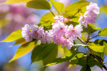 Obraz premium Japanese cherry blossoms on a green natural background 