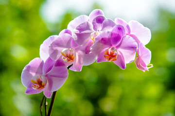 Purple Orchid branch on green natural background
