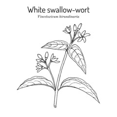 White swallow-wort Vincetoxicum hirundinaria , medicinal plant