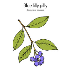 Scented satinash or blue lilly pilly Syzygium oleosum , edible and ornamental plant - obrazy, fototapety, plakaty