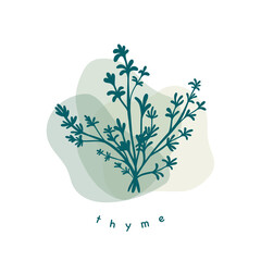Thyme bouquet on multicolor background. Minimalistic botanical elements for cosmetics. Hand-drawn design concept.