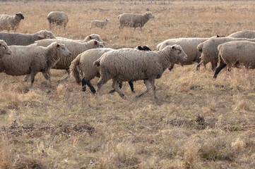 Flock of sheep in a meadow in winters.