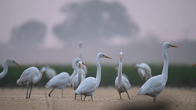 Flock of great egrets fishing in Morning