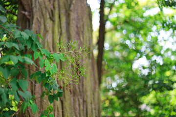 Fototapeta na wymiar forest, twig on wood background