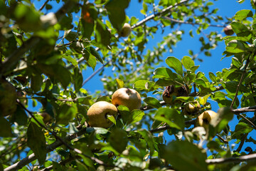 Ripe Golden Russet apples cling to a lush apple tree branch with green foliage. Low angle view with blue sky and sunshine, no people, nature food ingredient background