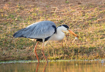 Grey heron with freshly caught prey