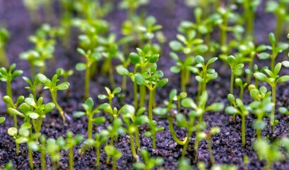 Young sandalwood (Santalum album) seedlings, in the nursery, in shallow focus