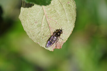 Female hover fly Xanthandrus comtus. Family hoverflies (Syrphidae). On the underside of a leaf. Dutch garden, Autumn, October. 