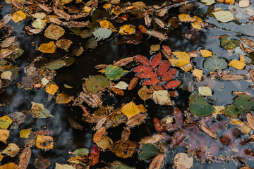 autumn yellow and red leaves lie in a puddle