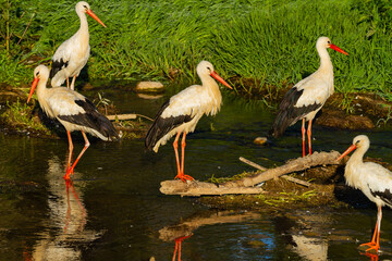 Group of White storks (Ciconia ciconia), resting in the river.