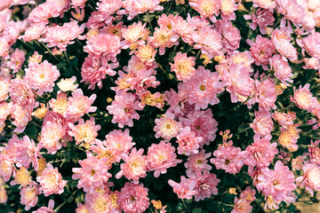 Naklejka premium The surface of the amaranth-colored chrysanthemum. Wallpaper. Pink color. High quality photo