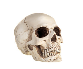 Human skull on white background