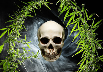 Human skull with hemp leaves and mist on dark background