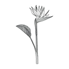 Illustration of Strelitzia. 
Realistic, hand-drawn illustration. Can be used for postcards, invitations, advertising, web.
