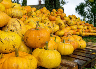 picture with yellow and orange pumpkins, pumpkin stack on wooden boards, pumpkins in the yard,...