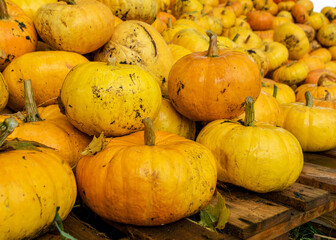 picture with yellow and orange pumpkins, pumpkin stack on wooden boards, pumpkins in the yard,...
