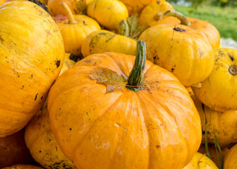 picture with yellow and orange pumpkins, pumpkin stack on wooden boards, pumpkin close-up, autumn...