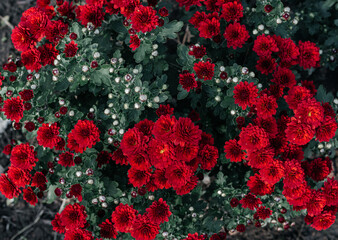The surface of the amaranth-colored chrysanthemum. Wallpaper. Red color. High quality photo