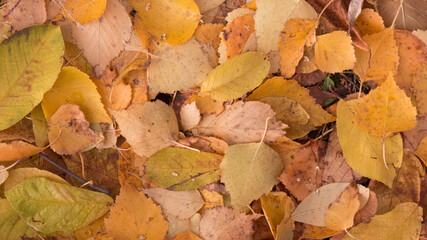 Autumn leaves on the ground, autumn leaves background