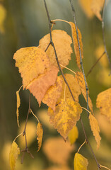 Birch tree leaves in autumn, autumn birch tree leaves on a branch close - up view