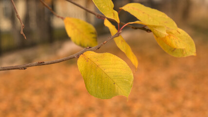 Bird cherry tree leaves in autumn, autumn bird cherry tree leaves on a branch close - up view