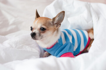 Chihuahua in a striped sweatshirt is relaxing on the bed. Beautiful cute little dog sleeping on...