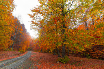 Naklejka na ściany i meble Image of trees in autumn. Turkey.