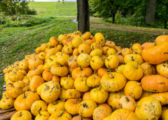 picture with yellow and orange pumpkins, pumpkin stack on wooden boards, pumpkins in the yard, autumn harvest time, preparing for Halloween