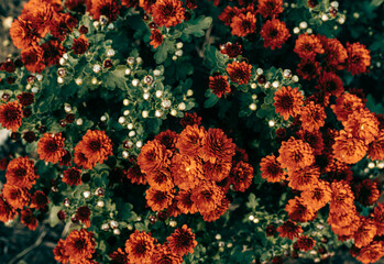 The surface of the amaranth-colored chrysanthemum. Wallpaper. Orange. High quality photo