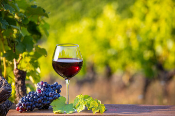 Verre de vin rouge au milieu des vignes dans un vignoble après les vendanges.