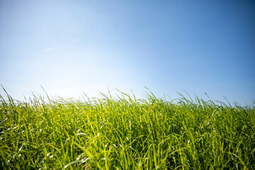 Fototapeta premium Herbe verte dans les champs au printemps avant la tonte de la pelouse.