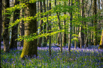 Fleurs et clochettes violette dans un sous bois en forêt au printemps.