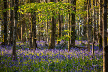 Fototapeta na wymiar Arbres en forêt au printemps au milieu des fleurs violettes.