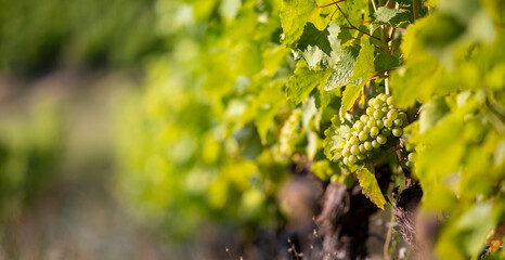 Grappe de raisin blanc dans les vignes au soleil.