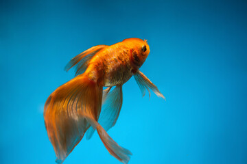 Beautiful gold fish on color background