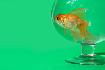 Beautiful gold fish in bowl on color background