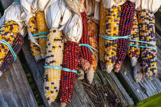 Flint corn (Zea mays, Indian corn, calico corn, maize) on the counter of a farm in New Hampshire, USA