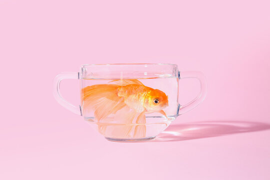 Beautiful Gold Fish In Bowl On Color Background