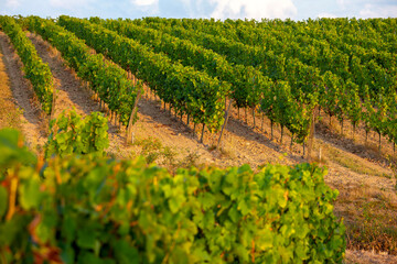 Fototapeta na wymiar Paysage viticole, alignement de cèpe de vigne dans un vignoble en France.