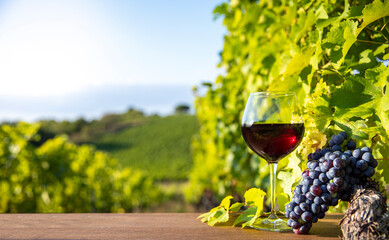 Verre de vin rouge dans les vignes et grappe de raisin. - obrazy, fototapety, plakaty
